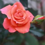 Rosa in fiore in un giardino, simbolo di fioritura continua durante l'anno.