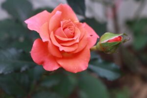 Rosa in fiore in un giardino, simbolo di fioritura continua durante l'anno.
