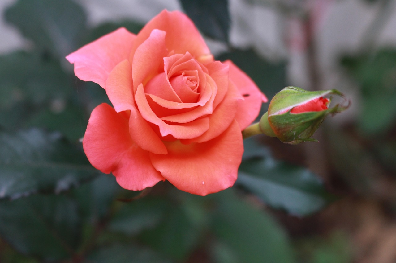 Rosa in fiore in un giardino, simbolo di fioritura continua durante l'anno.