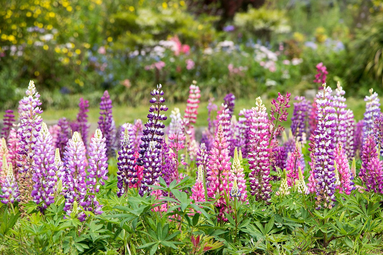 Aiuola fiorita con piante perenni di diverse varietà e colori in un giardino ben curato.