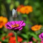 Fiori colorati nel giardino attraggono farfalle durante l'estate.