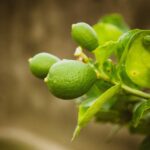 Limone in vaso con foglie ingiallite, indicativo di problemi nell'irrigazione.