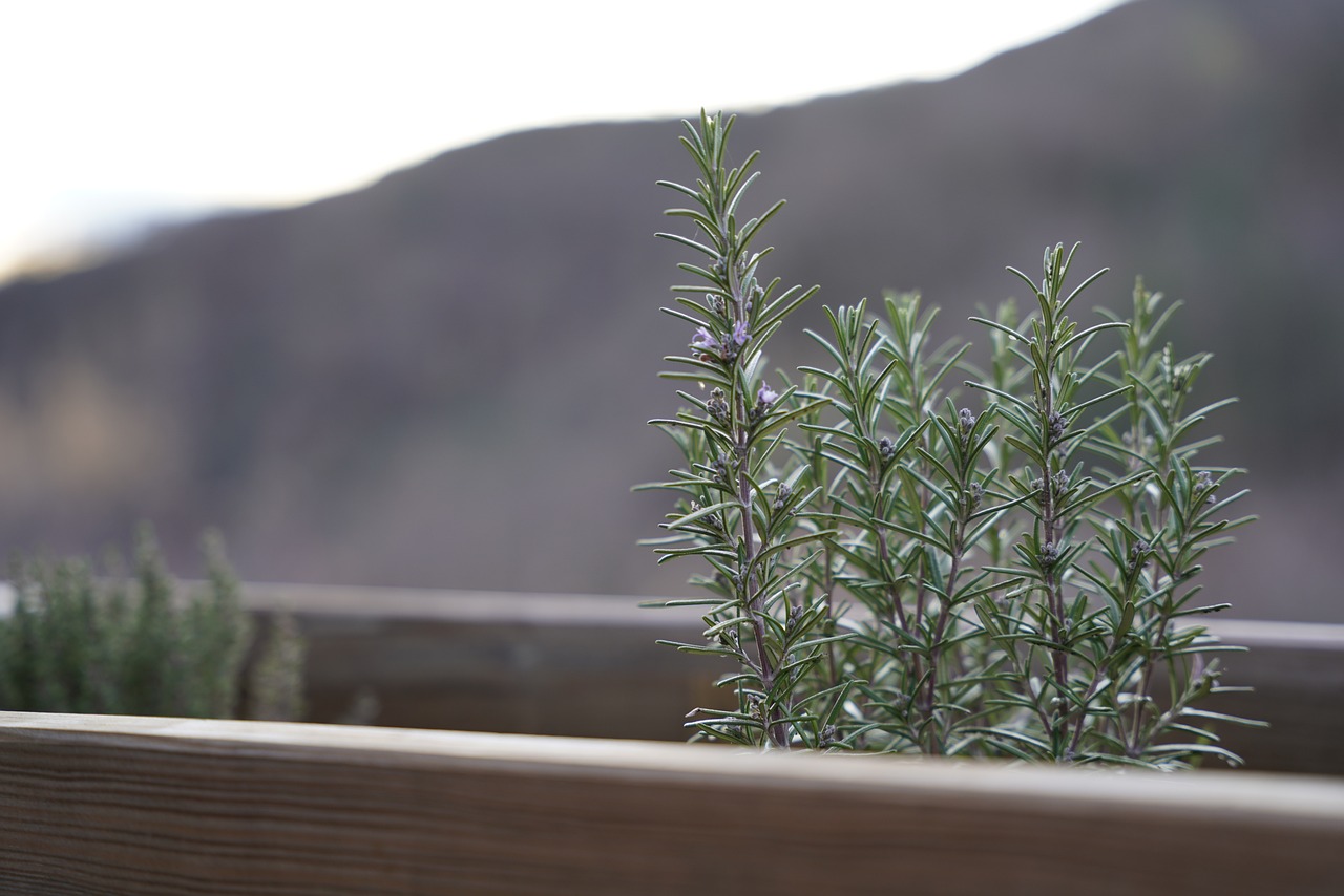 Piante aromatiche sul balcone, tra cui basilico, rosmarino e menta, pronte per la coltivazione facile.