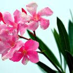 Oleandro in giardino, evidenziando il pericolo di avvicinare acqua alle piante tossiche.
