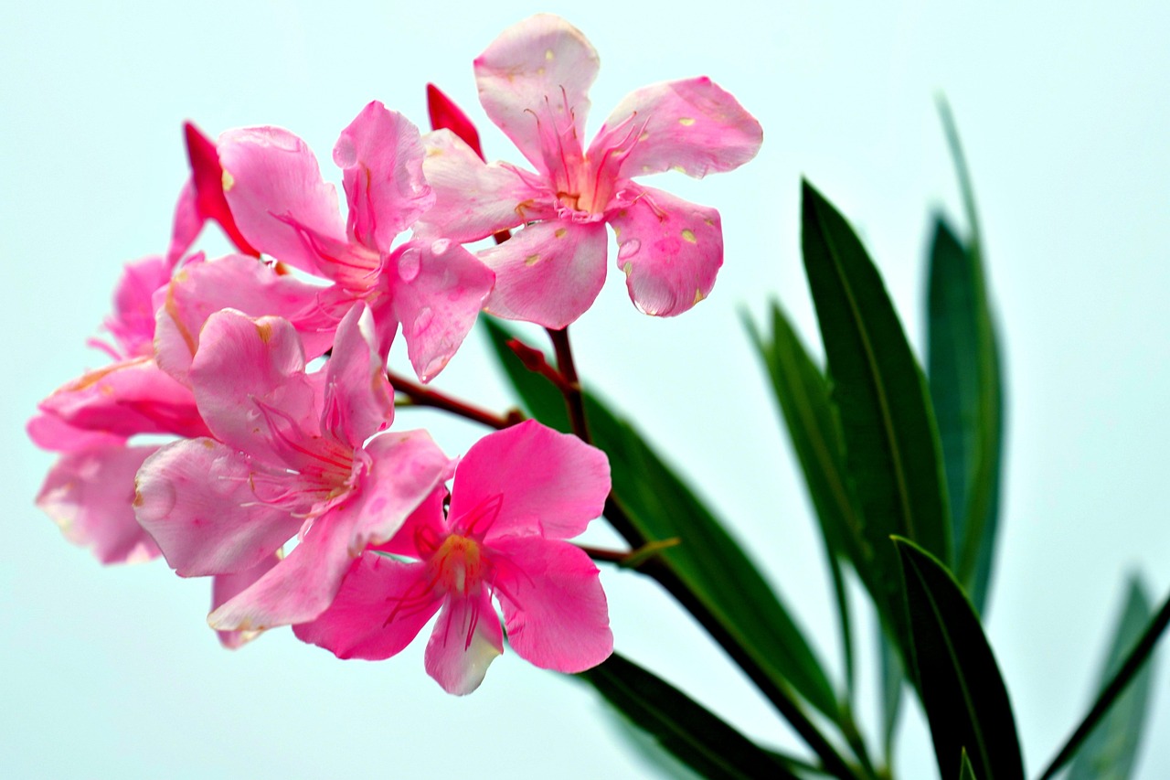 Oleandro in giardino, evidenziando il pericolo di avvicinare acqua alle piante tossiche.
