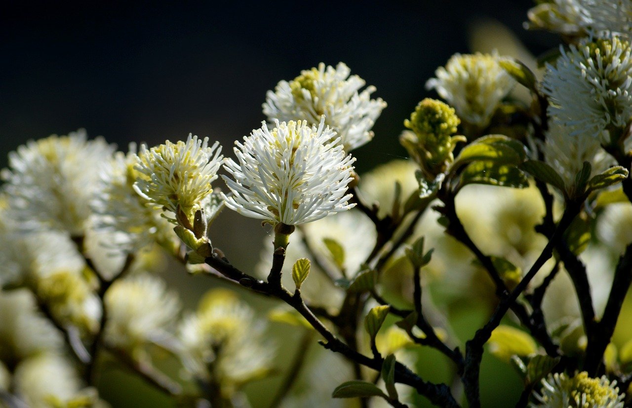 Arbusto fiorito che abbellisce il giardino con colori vibranti durante tutto l'anno.