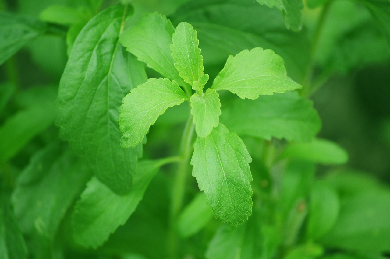 Foglie di stevia fresche su sfondo verde, simbolo della coltivazione della pianta dolcificante naturale.