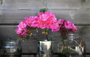 Gerani potati in un vaso, pronti a ripartire dopo l'inverno con un taglio strategico.