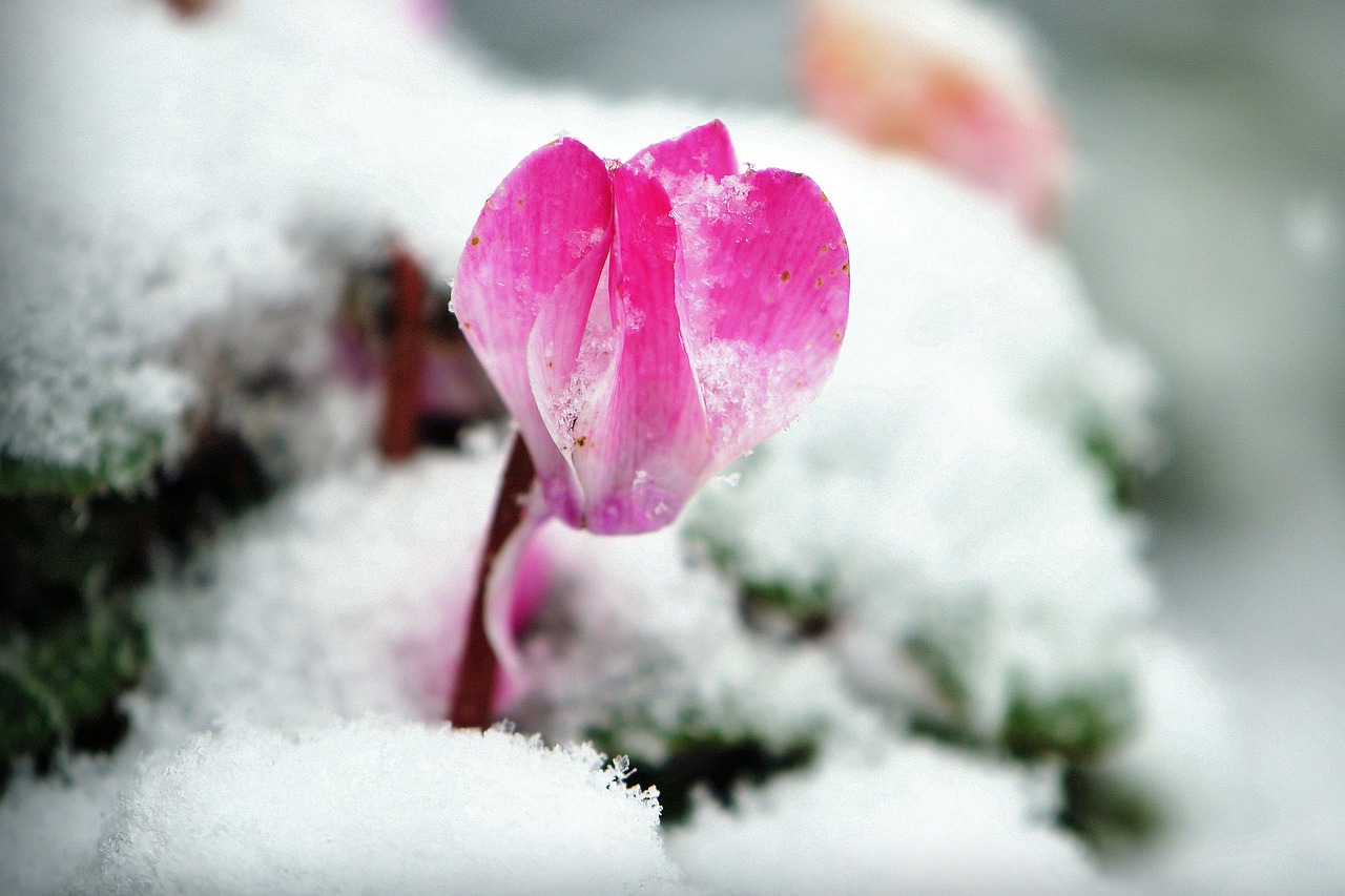 Ciclamini in un giardino invernale, protetti dal freddo con coperture e materiali isolanti.