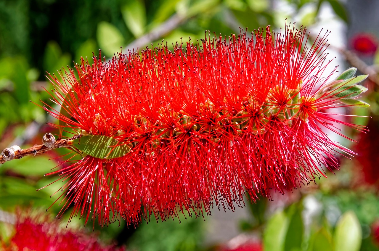 Fiori rossi di Callistemon, pianta scovolino, che attirano api e farfalle nel giardino.