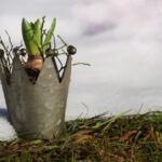 Piante invernali protette in un giardino, pronte per una fioritura primaverile rigogliosa.