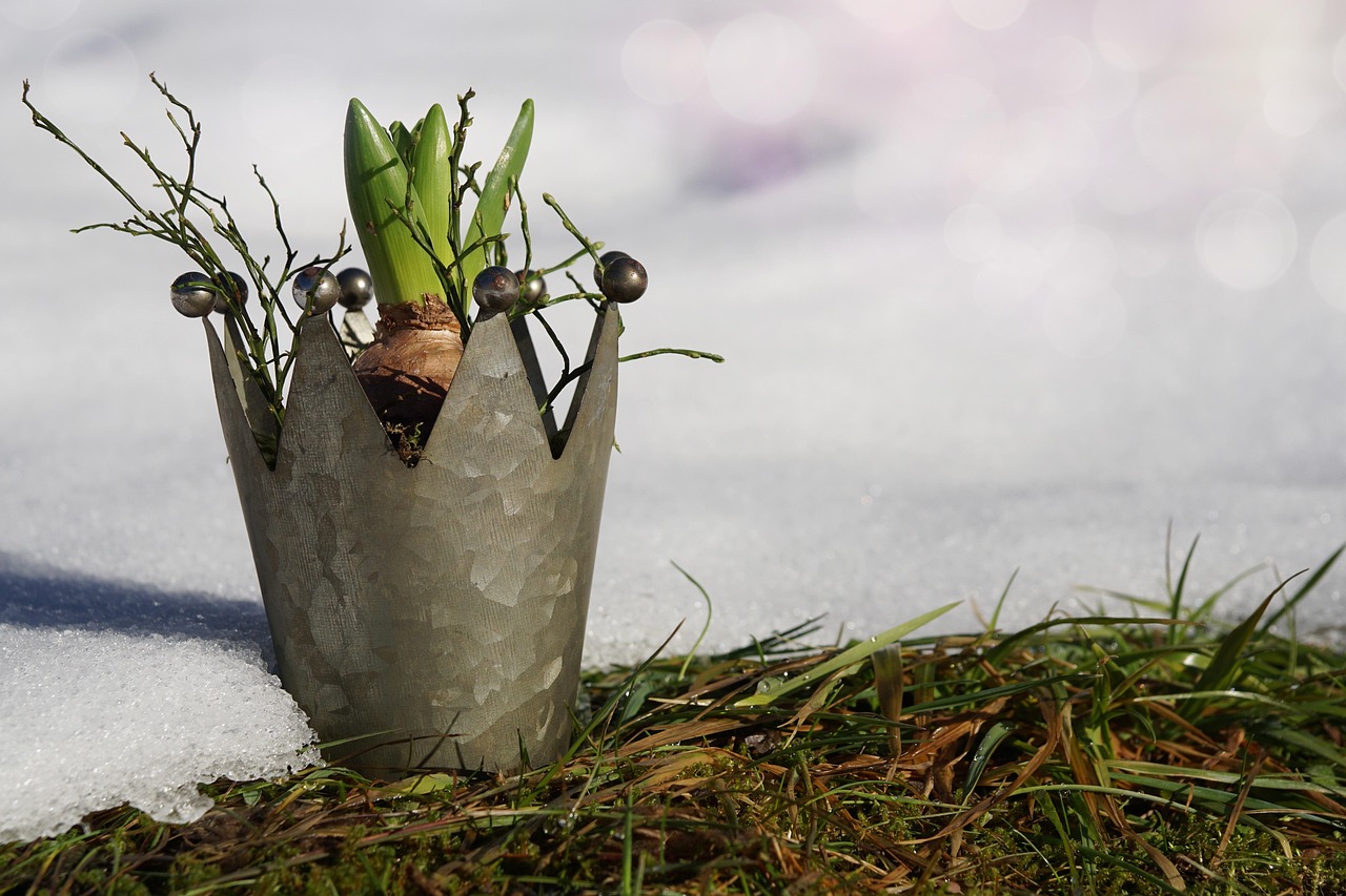 Piante invernali protette in un giardino, pronte per una fioritura primaverile rigogliosa.
