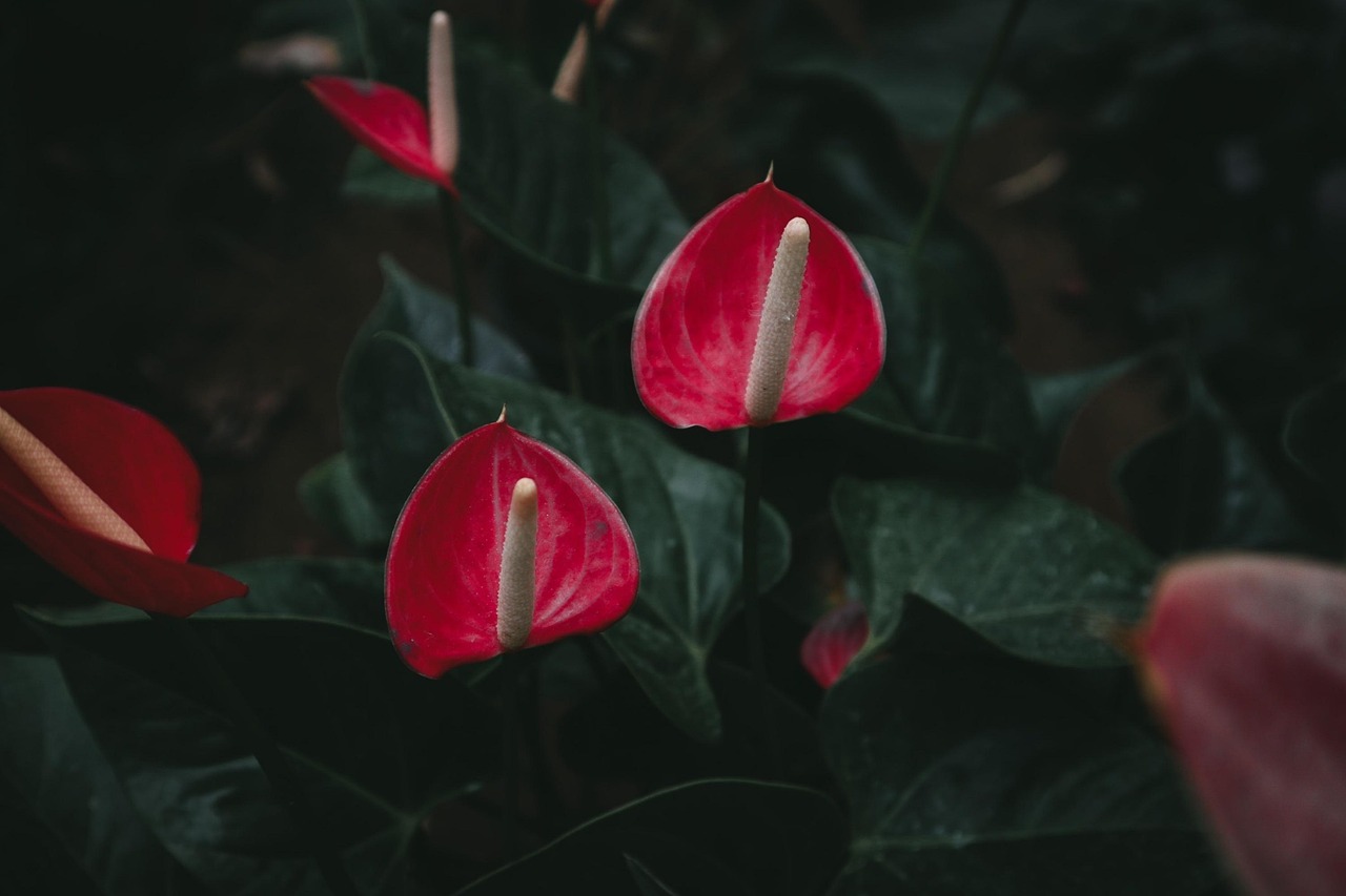 Anthurium in un vaso, con foglie verdi lucide e fiori rossi, su un tavolo di legno in casa.