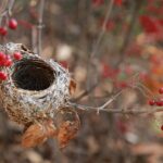 Pettirosso nel nido con materiali naturali per il riscaldamento, come foglie e rami.
