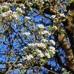 Albero potato a gennaio, pronto per garantire una fioritura abbondante in primavera.