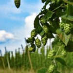 Luppolo rampicante verde che cresce su un pergolato, creando ombra estiva.