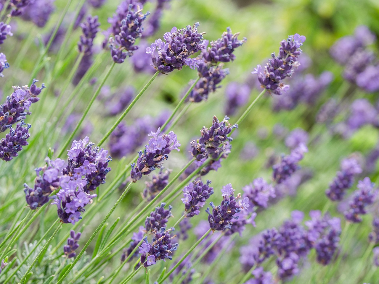Lavanda potata con cura, mostrando foglie verdi e fiori profumati, simbolo di piante rigogliose.