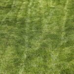 Falciatura perfetta: prato verde curato con cura e attrezzi adeguati.