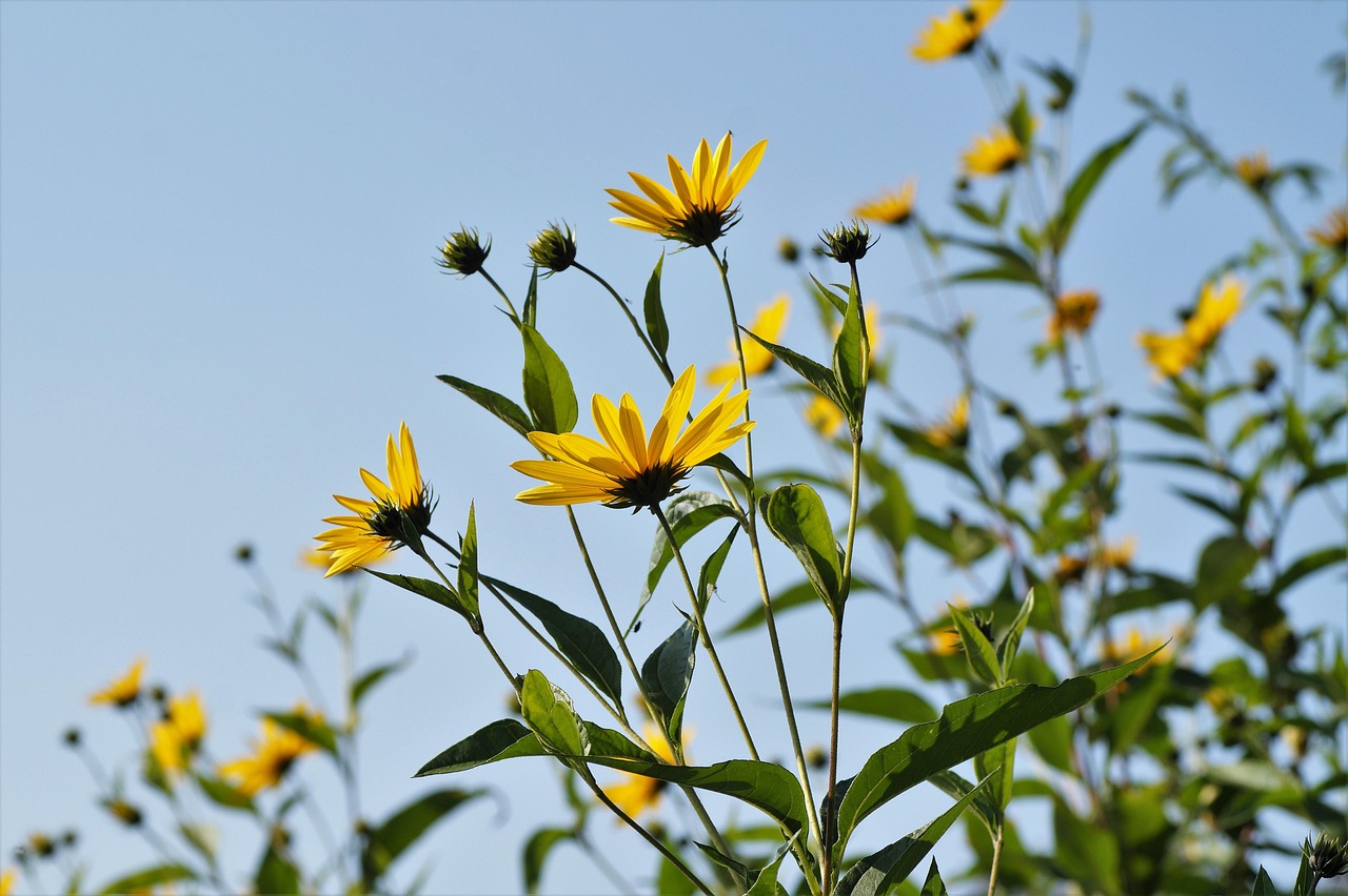 Fiori gialli di topinambur con tuberi freschi sullo sfondo, simboleggiando la loro crescita e diffusione.