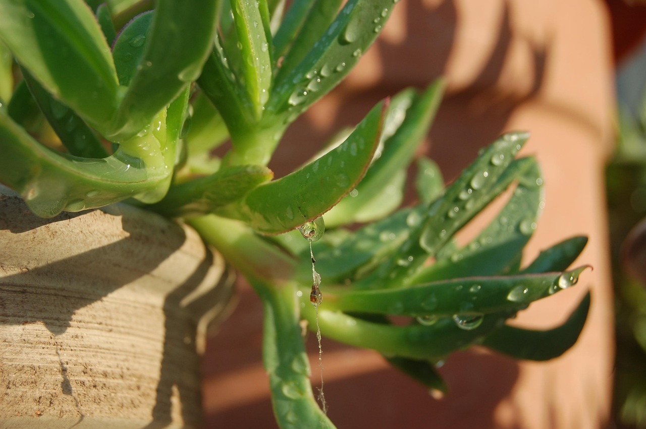 Pianta repellente per cimici su un balcone, ideale per proteggere il bucato steso.