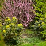 Arbusti potati con cura, pronti a fiorire in un giardino rigoglioso.