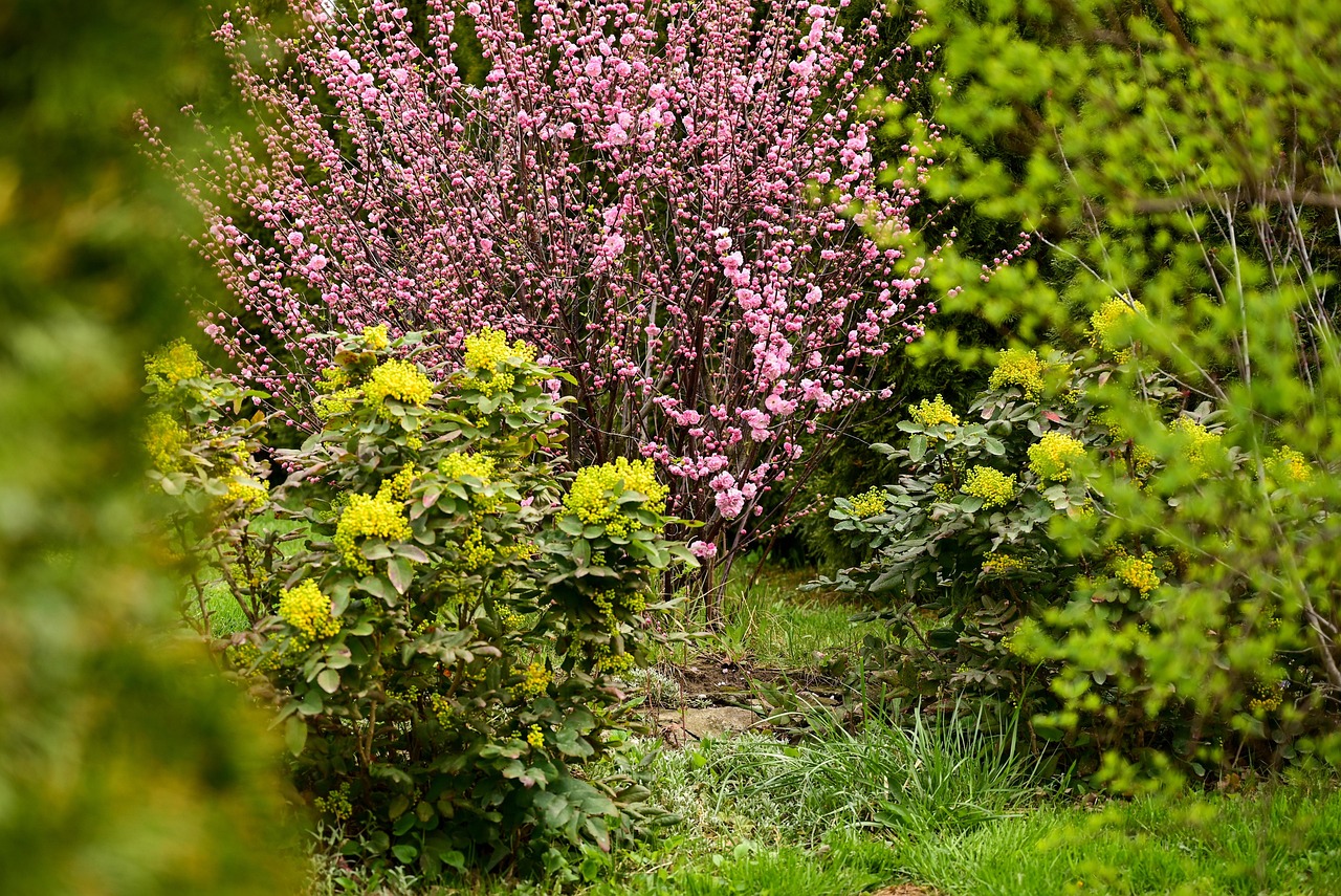 Potatura di arbusti nel giardino a febbraio, con attrezzi e piante in primo piano.