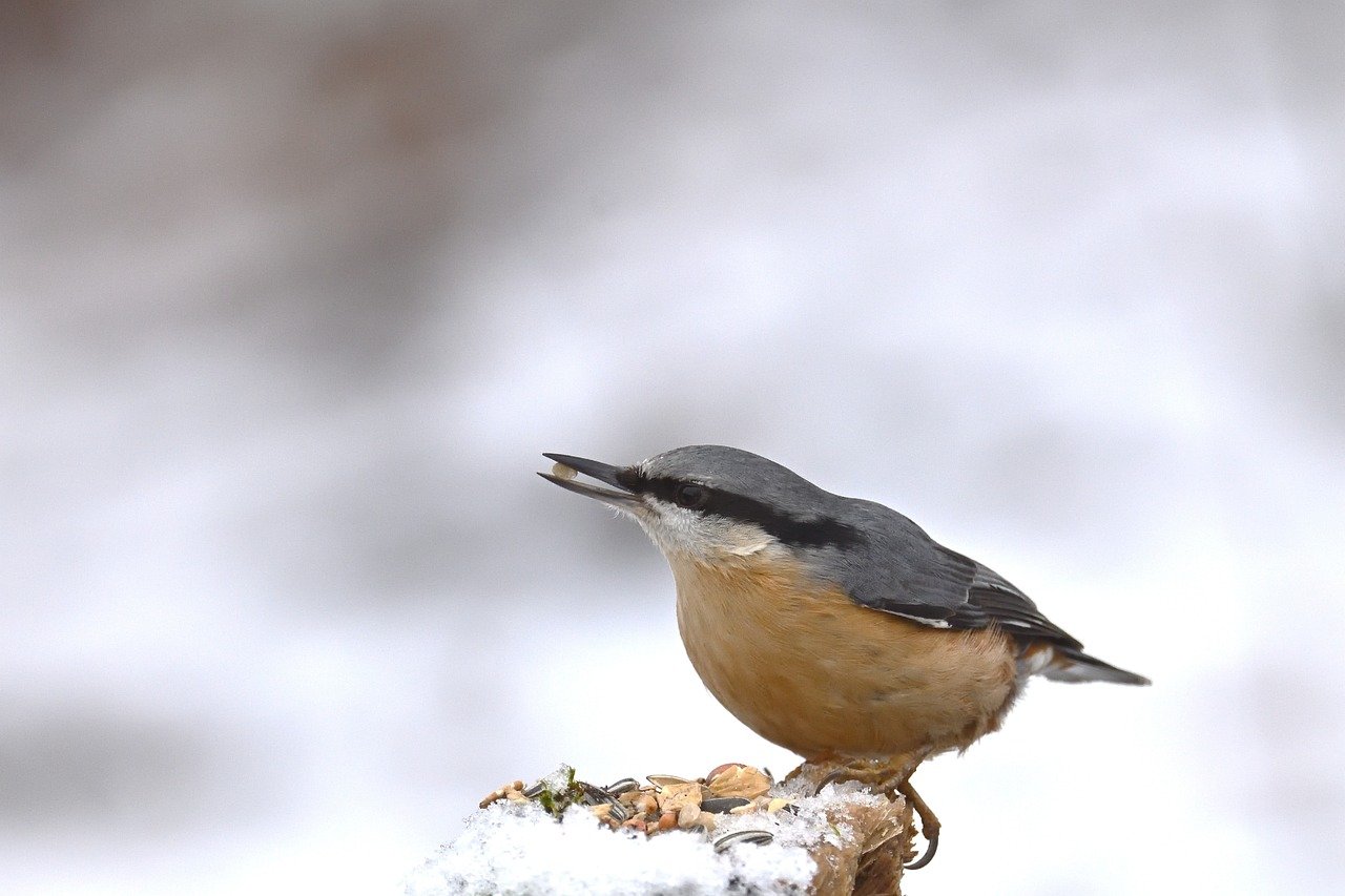 Uccellini che si nutrono da una mangiatoia durante l'inverno.