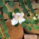 Capperi coltivati su un muro a secco, esposti al sole, con terreno asciutto e roccioso.