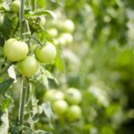 Pomodori coltivati senza tutori, sostenuti da fili nel giardino.