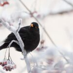 Giardino invernale con mangiatoie e ripari per uccelli.