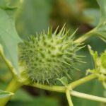 Piante velenose in giardino: esempio di flora pericolosa da evitare.