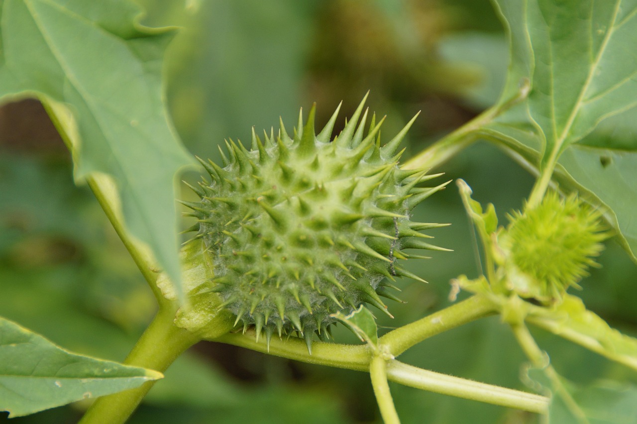 Piante velenose in giardino: esempio di flora pericolosa da evitare.