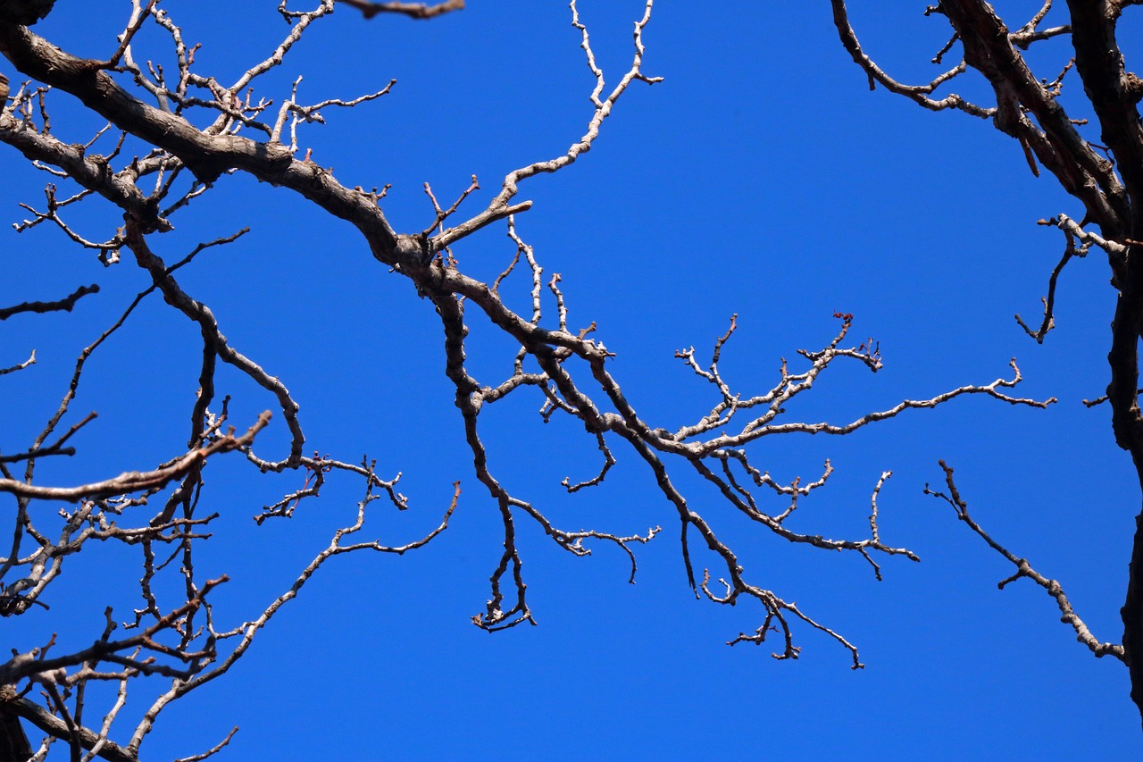 Rami di alberi da potare a gennaio, con attrezzi da giardinaggio sullo sfondo.
