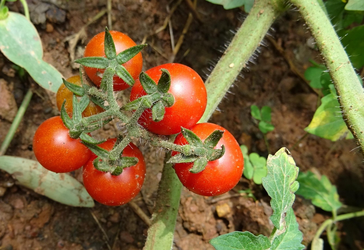 Cenere di legno sparsa attorno a piante di pomodori nel giardino.