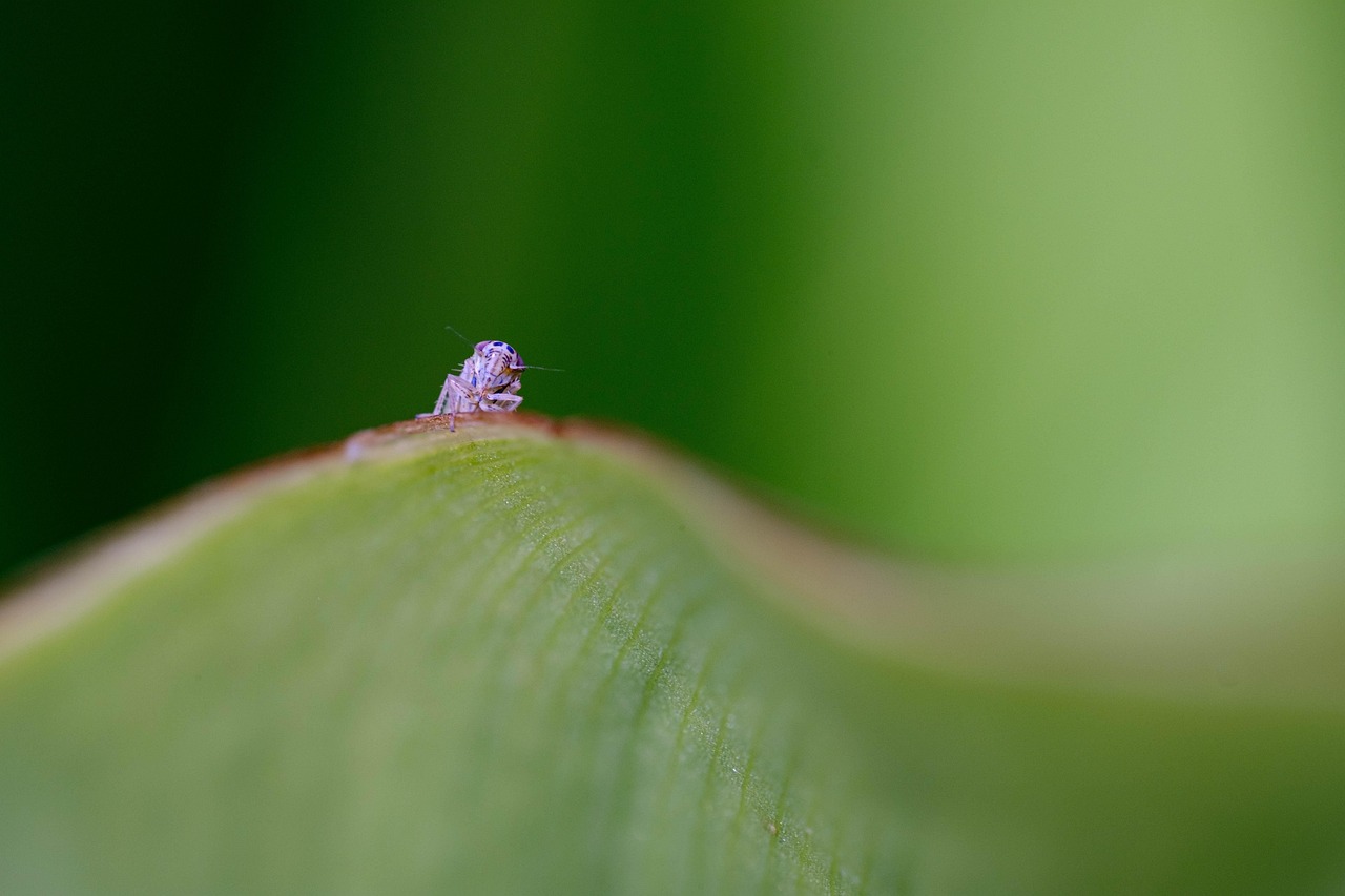 Immagine di un rimedio naturale contro le cocciniglie su una pianta, con ingredienti semplici e naturali.