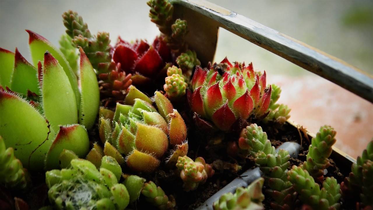 Succulente con base svuotata, evidenziando il problema di salute della pianta.