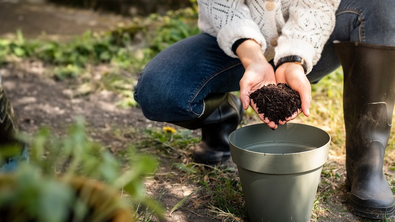 Fondo di caffè sparso intorno a piante verdi in vaso, per concimare naturalmente.