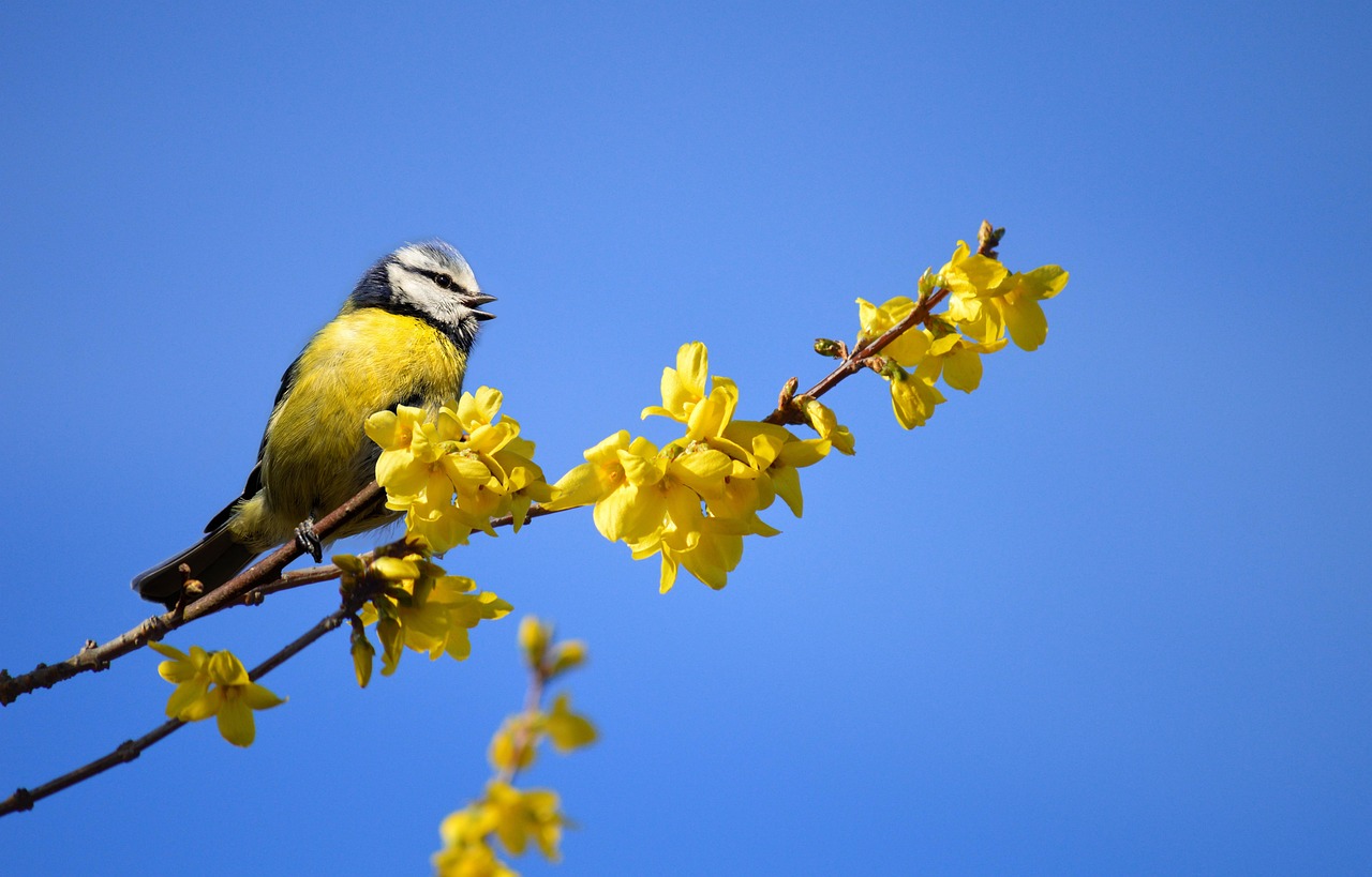 Piante colorate nel giardino per attirare uccelli migratori durante la primavera.