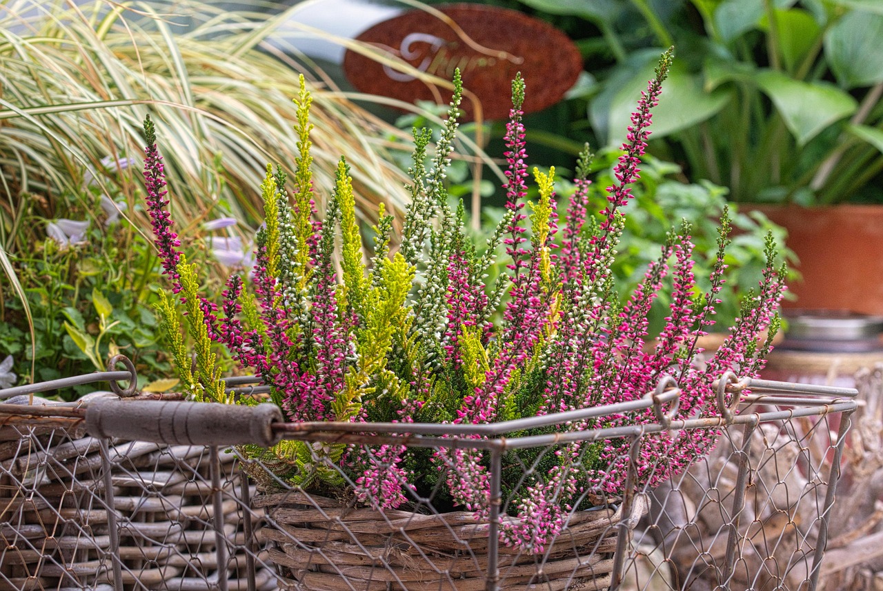 Fiori autunnali variopinti in un giardino, perfetti per abbellire fino a Natale.