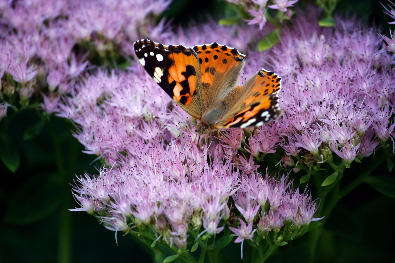 Farfalle colorate posate su fiori nel giardino, simbolo di attrazione naturale delle piante.