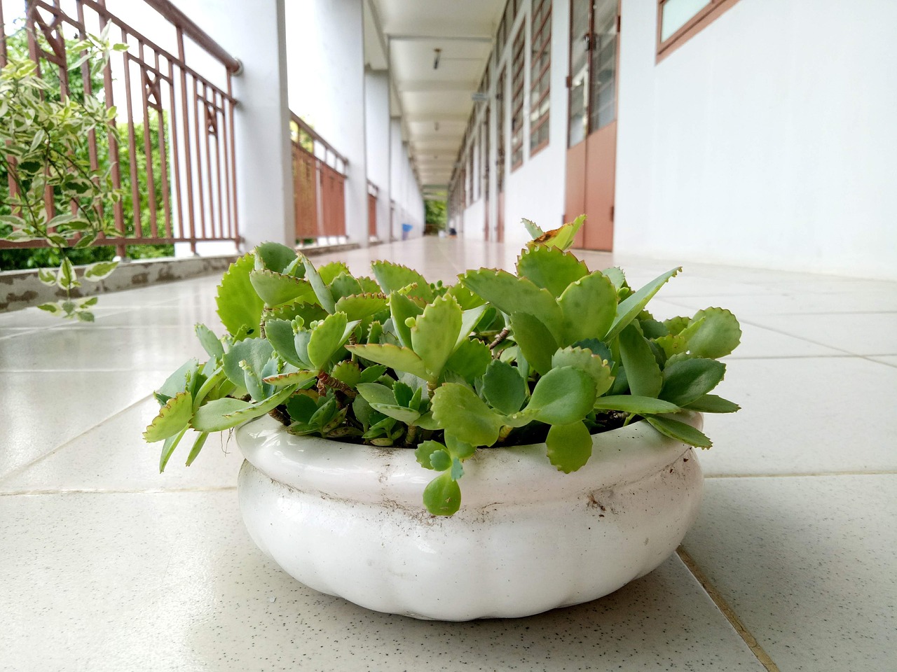 Kalanchoe in vaso senza drenaggio, evidenziando il rischio di marciume radicale.