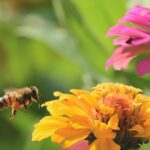 Api che raccolgono nettare da fiori colorati in un orto rigoglioso e fiorente.