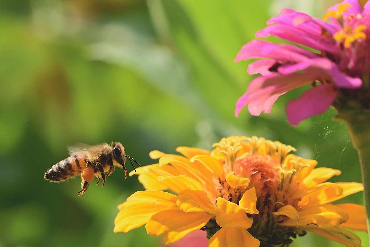 Api che raccolgono nettare da fiori colorati in un orto rigoglioso e fiorente.