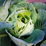 Piante da giardino sane e rigogliose, protette da parassiti con metodi naturali.