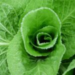 Giardiniere che pianta bulbi e semi nel terreno durante un freddo giorno di febbraio.