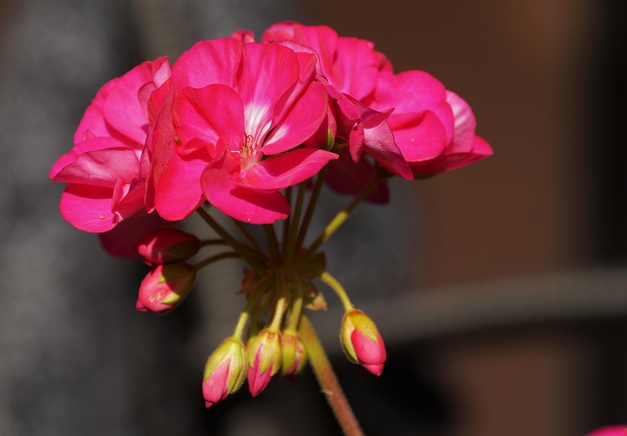 Geranio con foglie verdi e fiori appassiti accanto a un chiodo arrugginito piantato nel terreno.