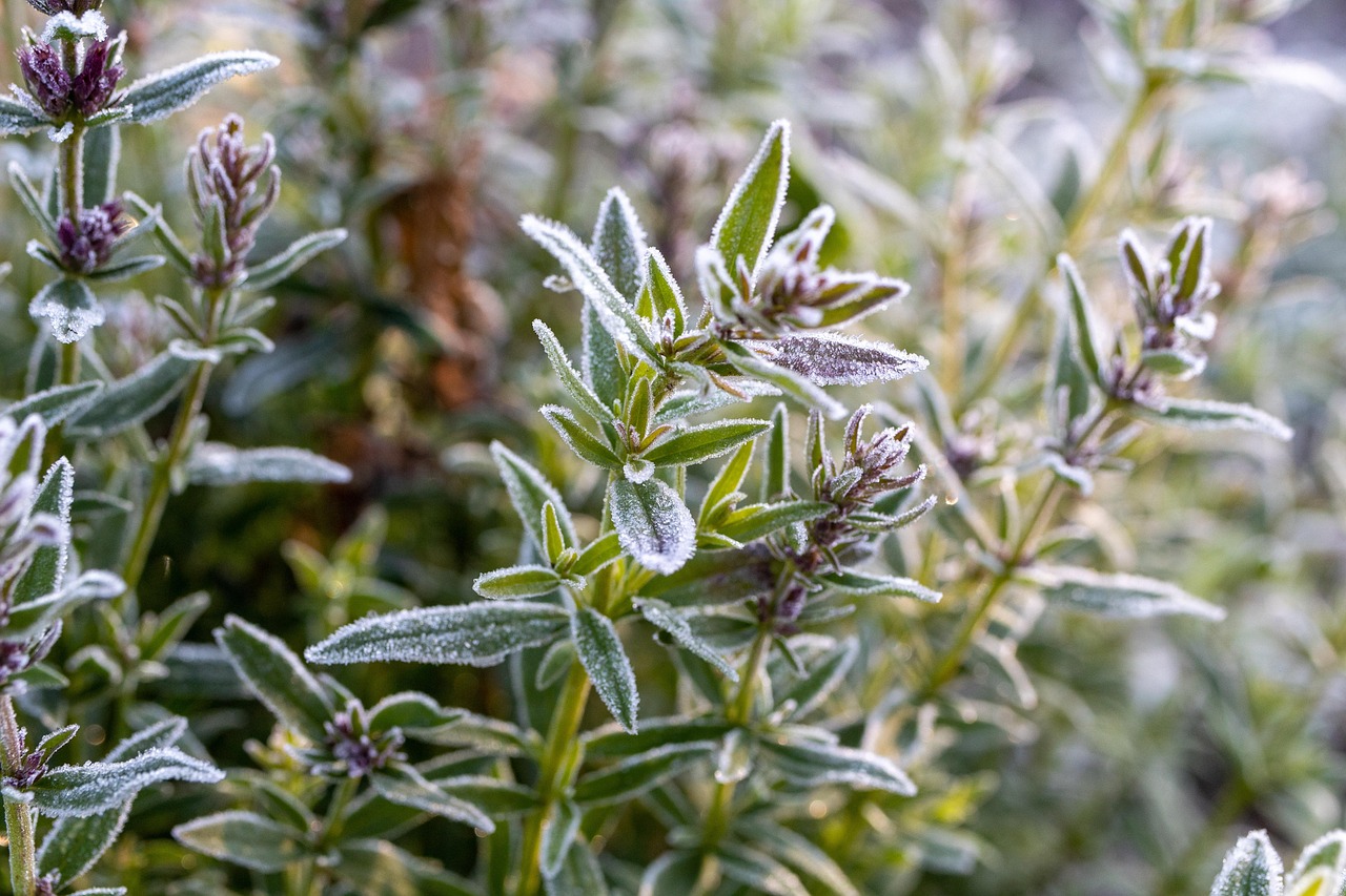 Due piante verdi in un giardino, evidenziando quelle da non potare a gennaio.