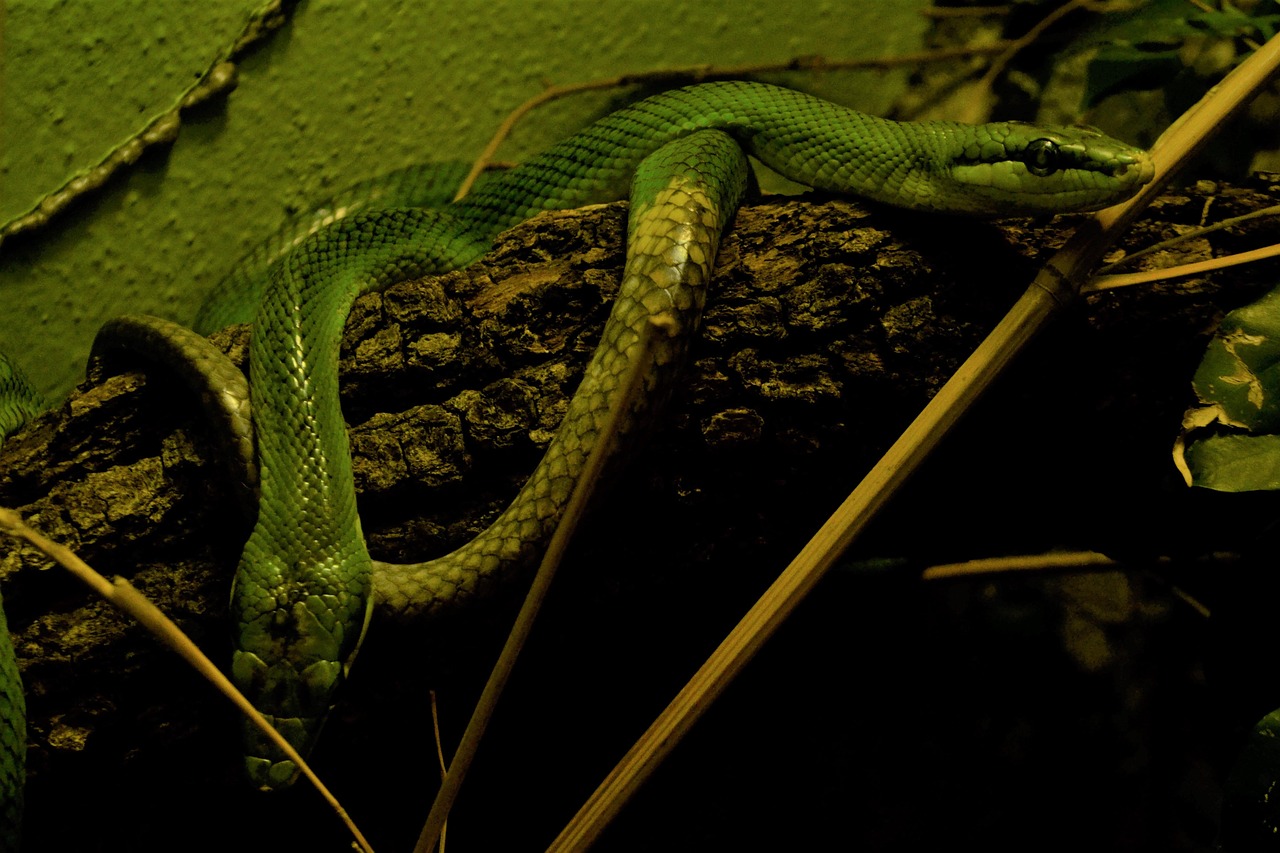 Serpente avvistato in giardino, potenziale minaccia per piante e animali domestici.