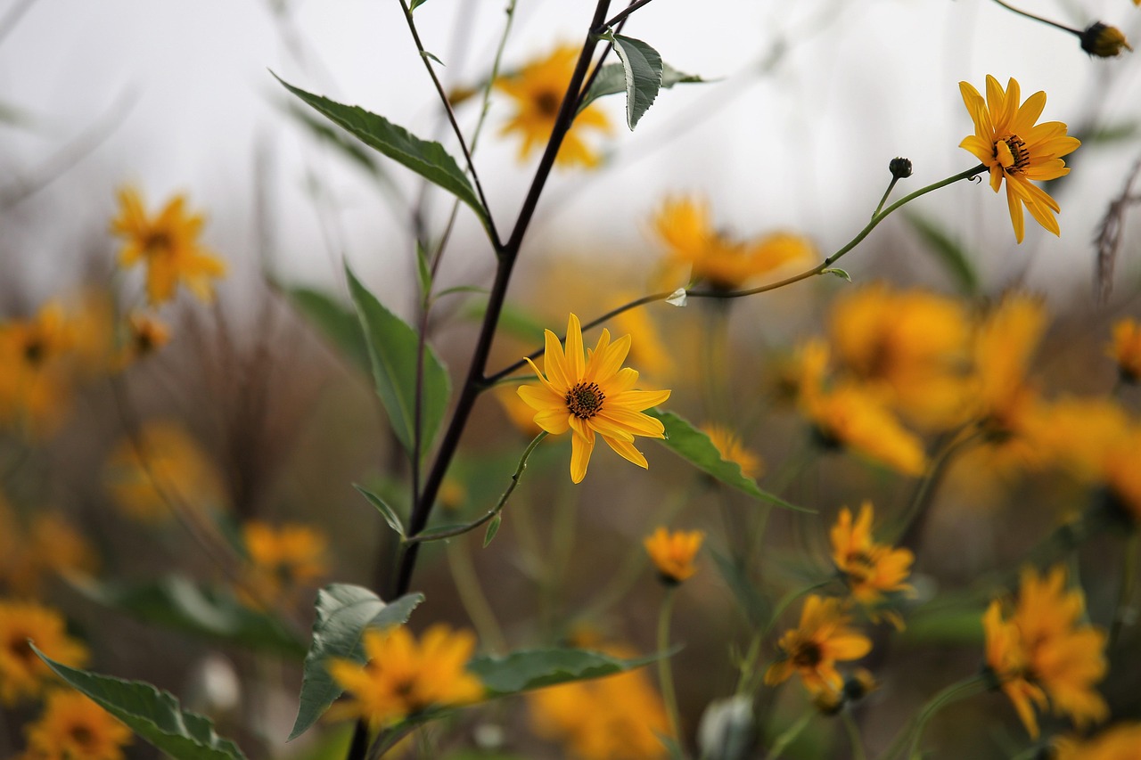 Topinambur in un campo, con foglie verdi e fiori gialli, simbolo della sua crescita abbondante.