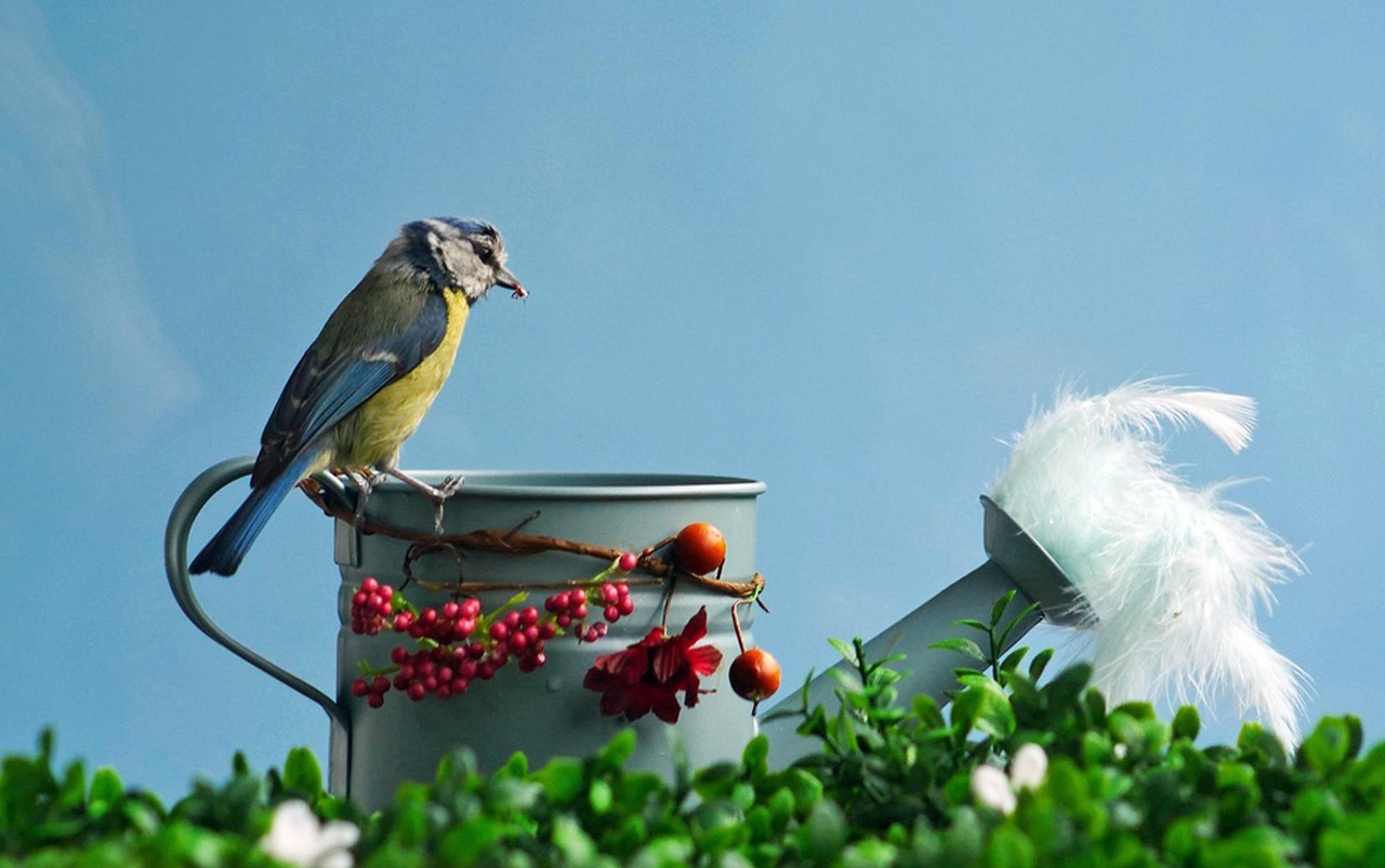Uccelli che tornano in un giardino, attratti da un accessorio indossato.